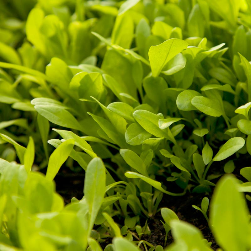 Chicory Seed (lb) Grow Organic