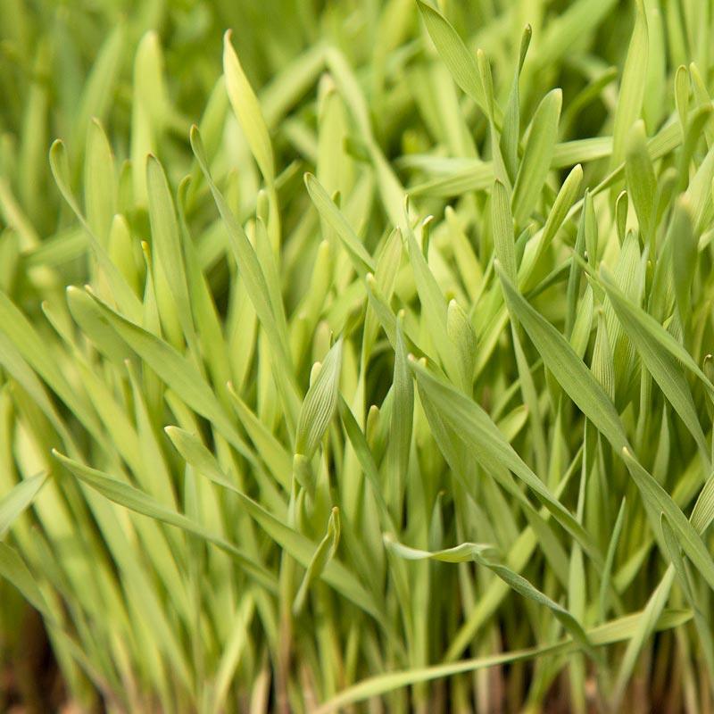 Organic Cereal Rye Seed (Cold Hardy) (lb) Grow Organic