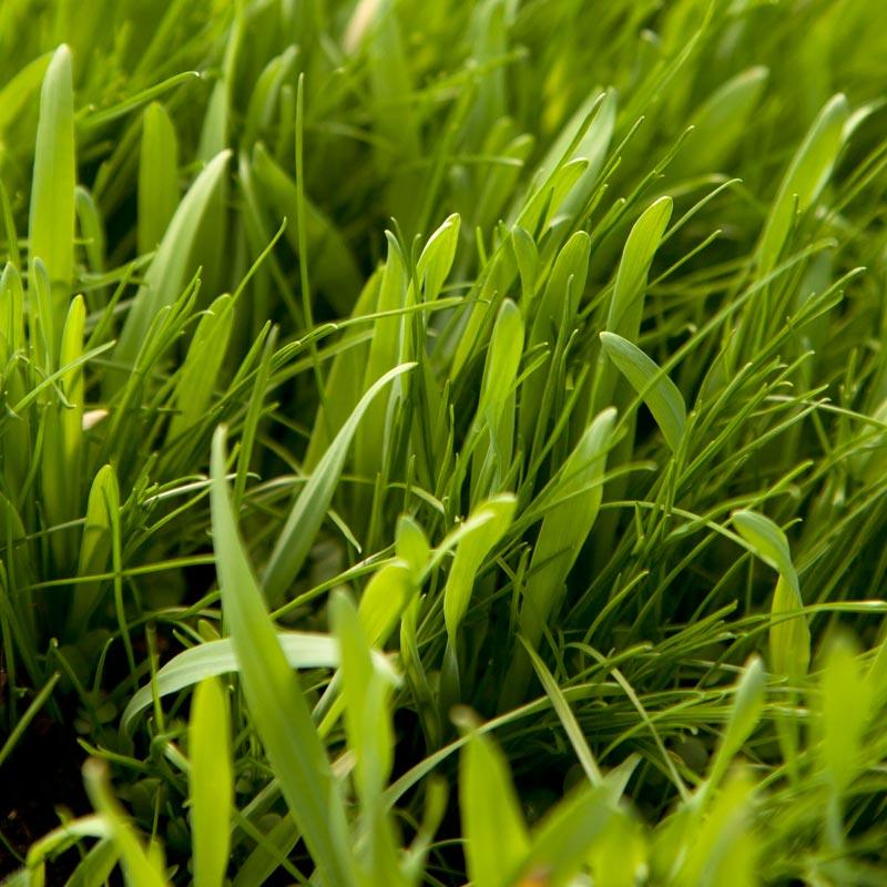 Peaceful Valley General Purpose Erosion Mix - Nitrocoated Seed (lb) Peaceful Valley