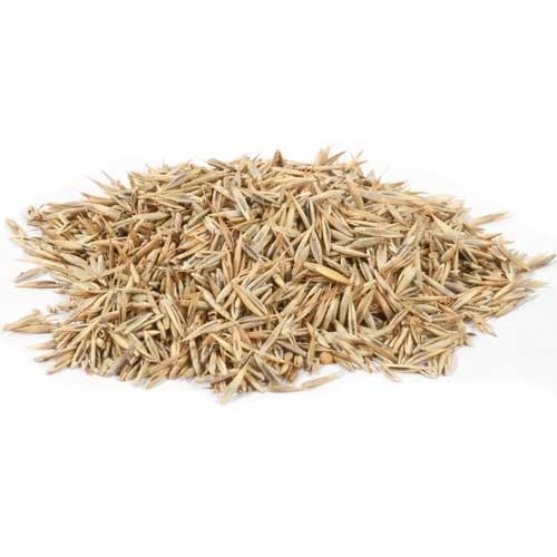 Peaceful Valley Native Lawn Mix seed