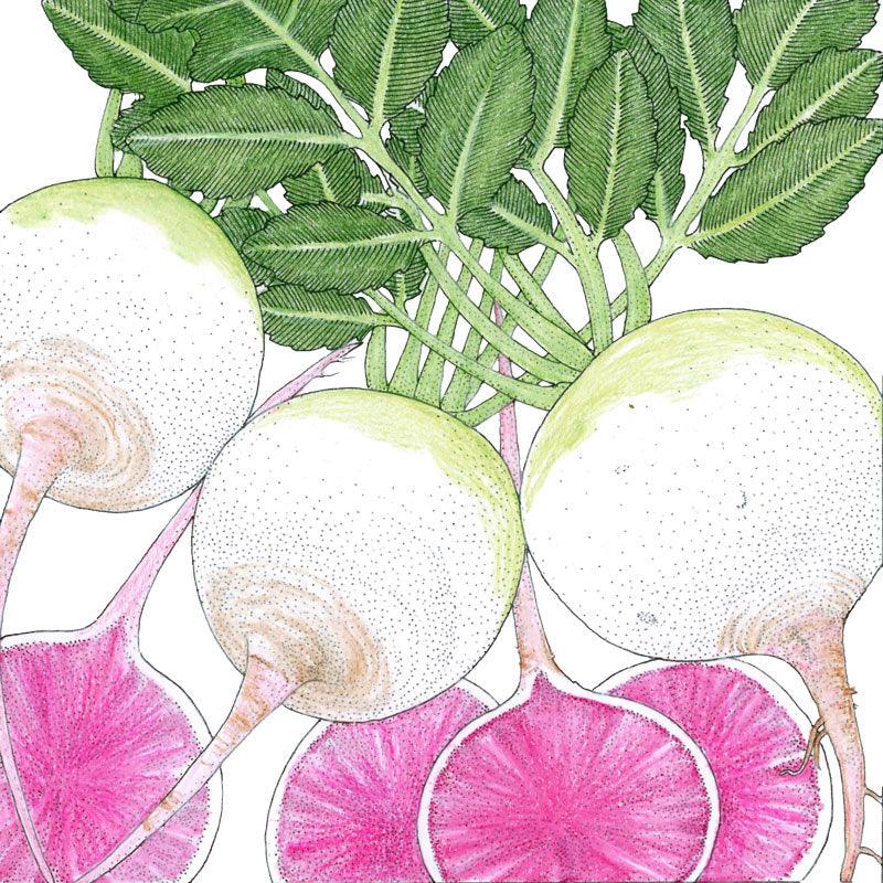 Watermelon Radish Seeds (Organic) Peaceful Valley