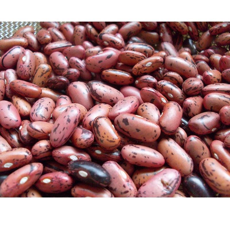 Organic Bean, Bush Rosso di Lucca (1/2 lb) Peaceful Valley