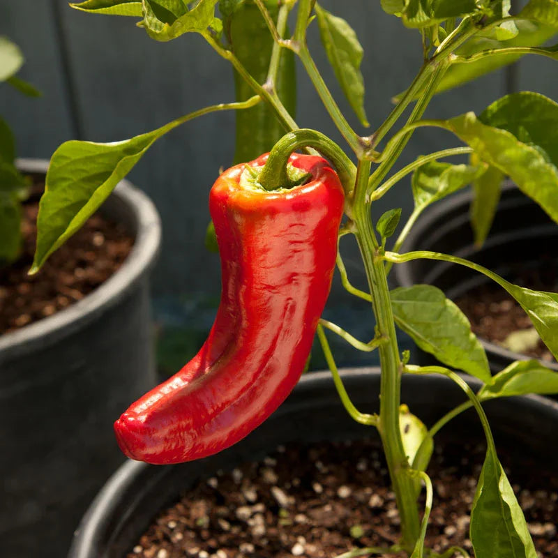 Organic Pepper, Sweet Marconi Red (1 oz) Peaceful Valley