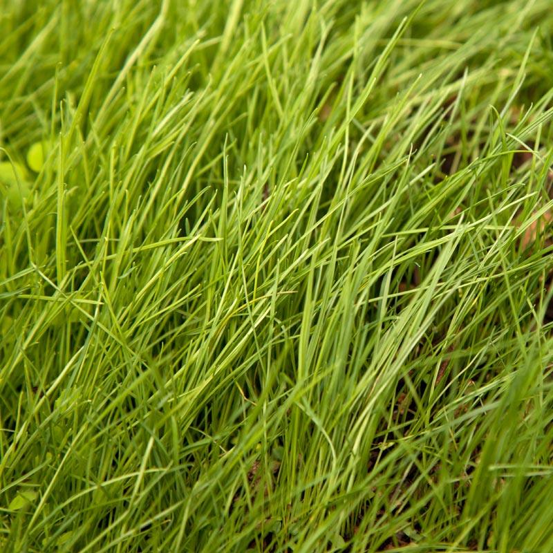 Peaceful Valley Grass Valley Range Mix for Dryland - Nitrocoated Seed (lb) Peaceful Valley