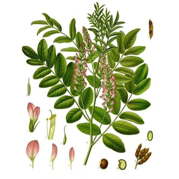 Official Licorice Seeds Strictly Medicinal