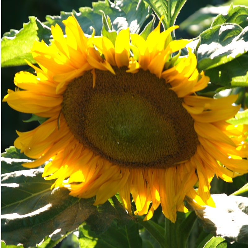 Dwarf Sunspot Sunflower Seeds (Organic) Peaceful Valley