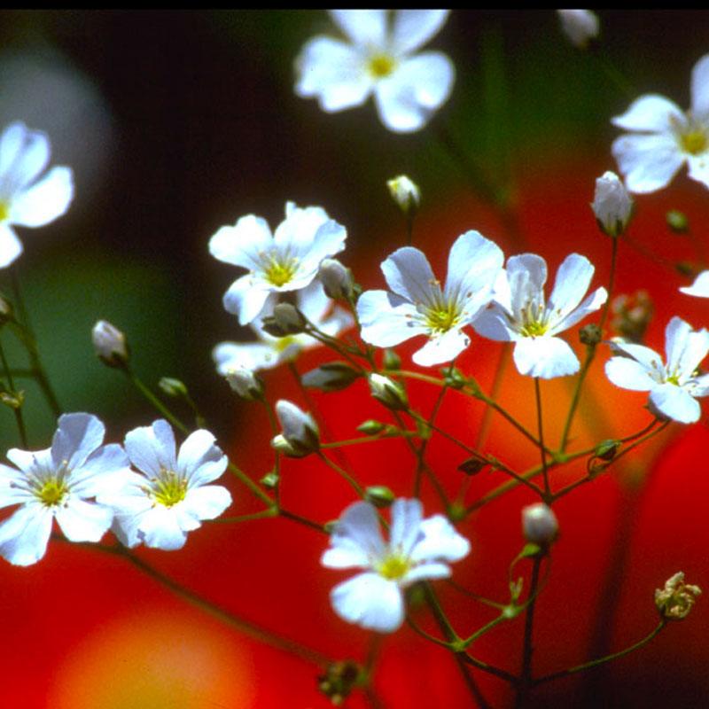 Baby's Breath (pack) Peaceful Valley
