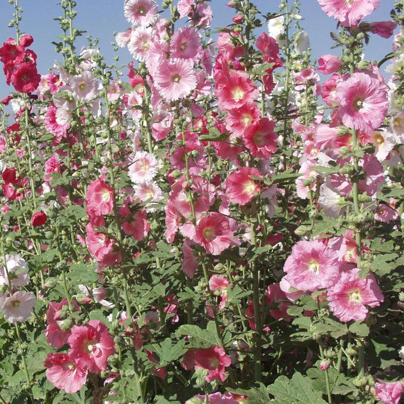 Hollyhock (pack) Peaceful Valley