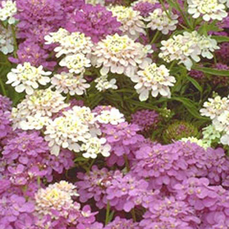 Candytuft, Dwarf (1/4 lb) Peaceful Valley