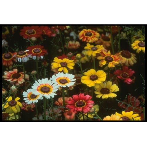 Daisy, Tricolor Mix (1/4 lb) Peaceful Valley