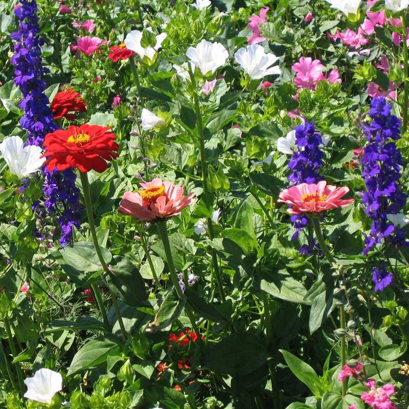 Hummingbird Garden Wildflower Mix (1/4 lb) Peaceful Valley