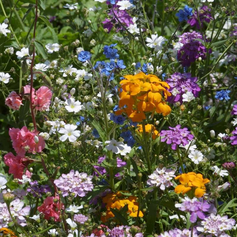 North American Shade Wildflower Mix (lb) Peaceful Valley