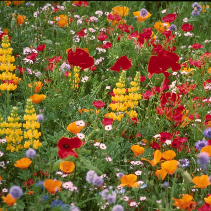 Northwest Wildflower Mix (pack) Peaceful Valley