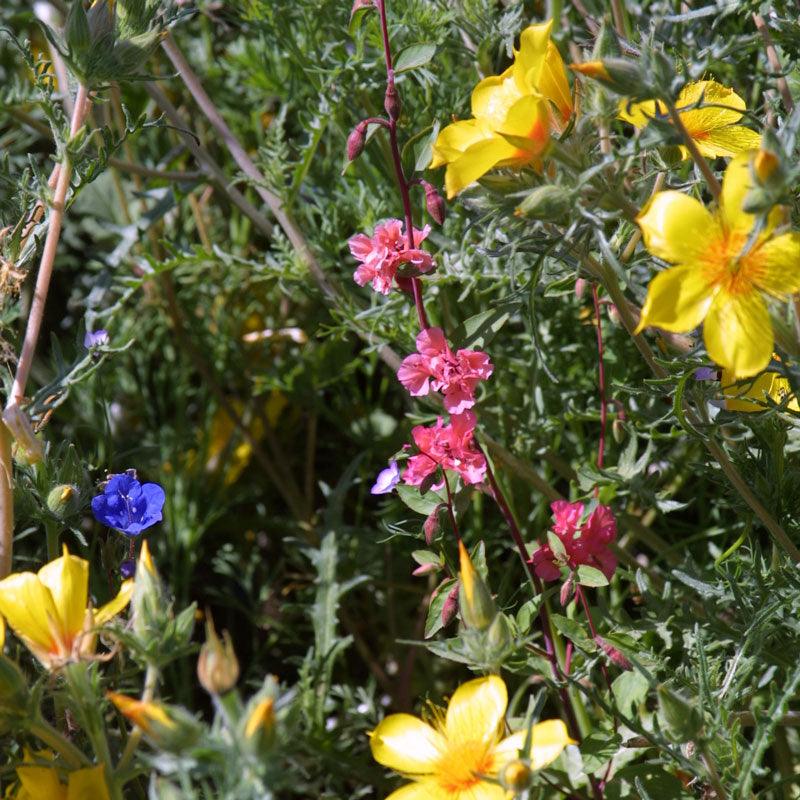 Southwest Native Wildflower Mix (1/4 lb) Peaceful Valley
