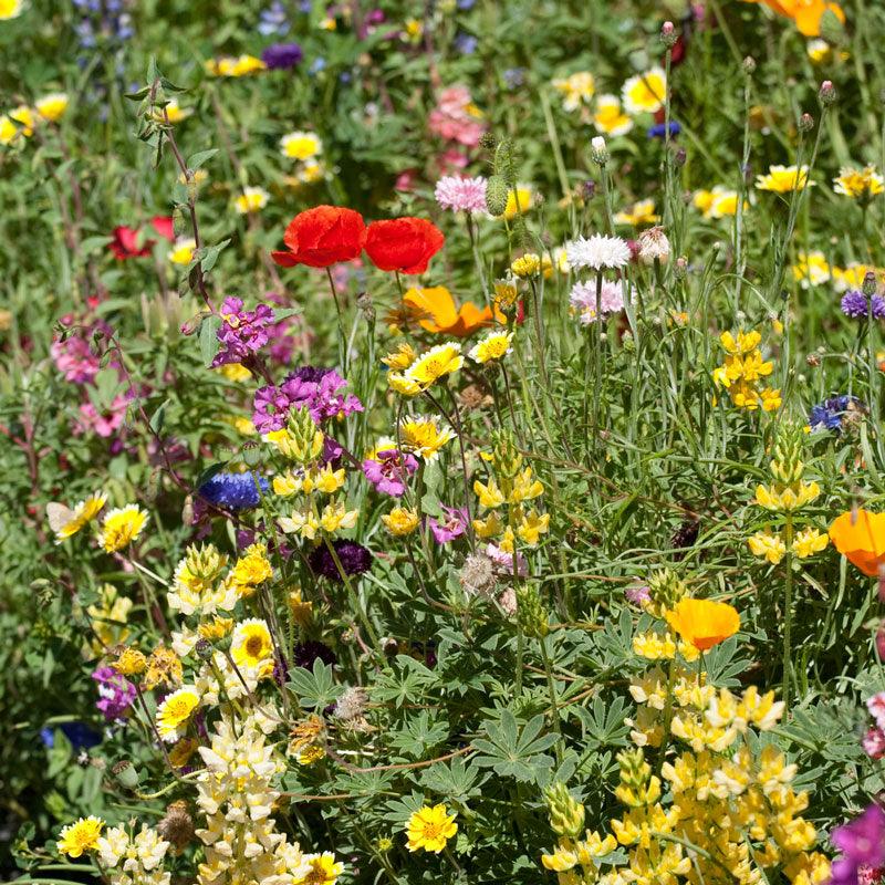 California Brilliant Wildflower Mix (1/4 lb) Peaceful Valley
