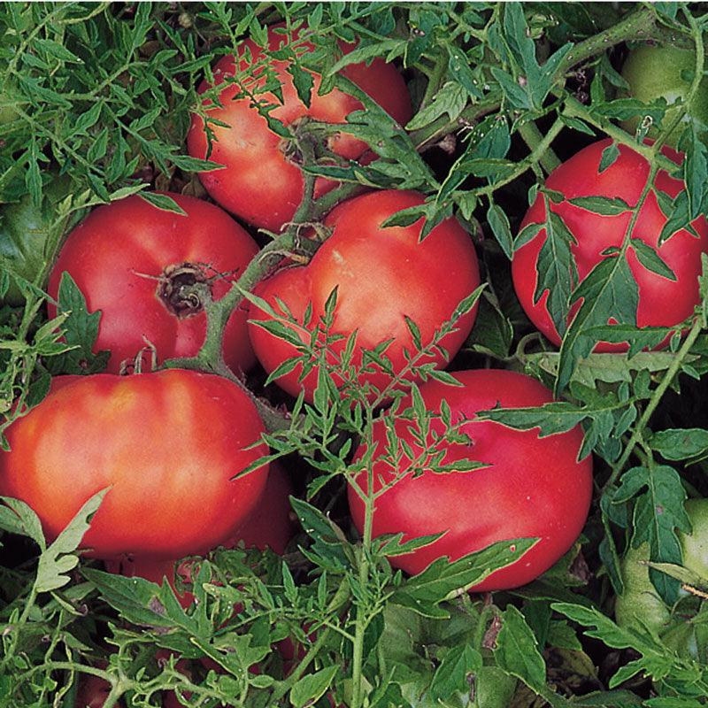 Organic Tomato, Silvery Fir Tree (1 oz) Peaceful Valley