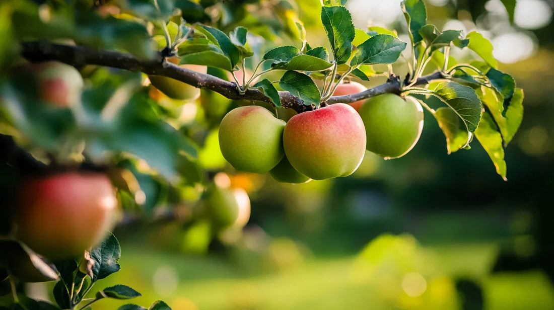 Green and red apples ripening on a leafy branch