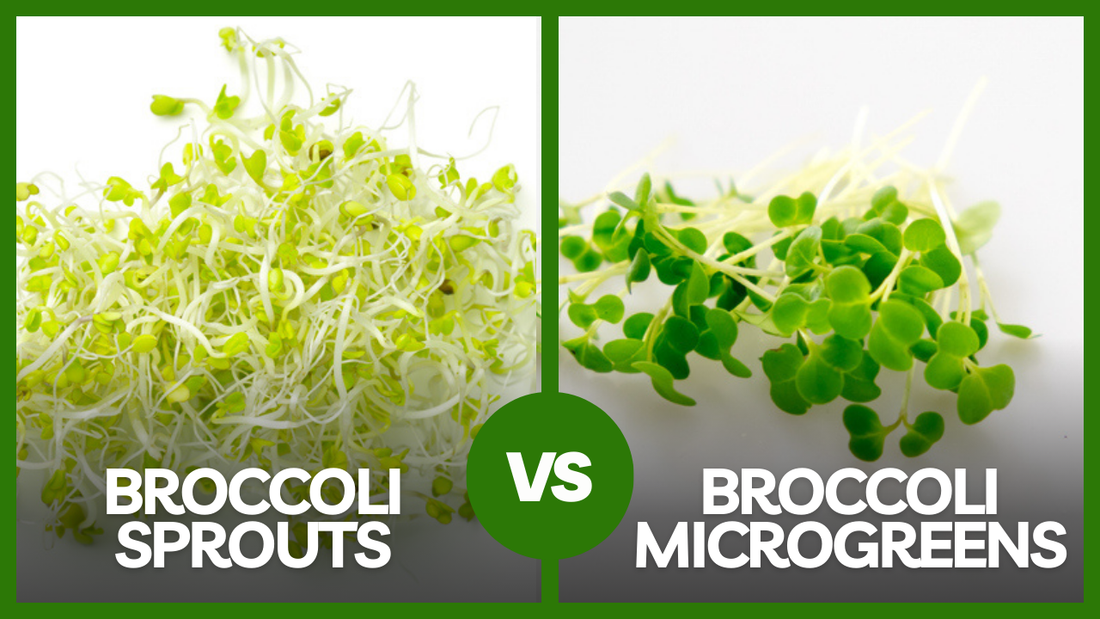 Broccoli Sprouts vs Broccoli Microgreens