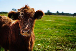 Garden Sheep Manure, Sheep Manure NPK, and Horse Manure vs Cow Manure: What’s Best for Your Soil?