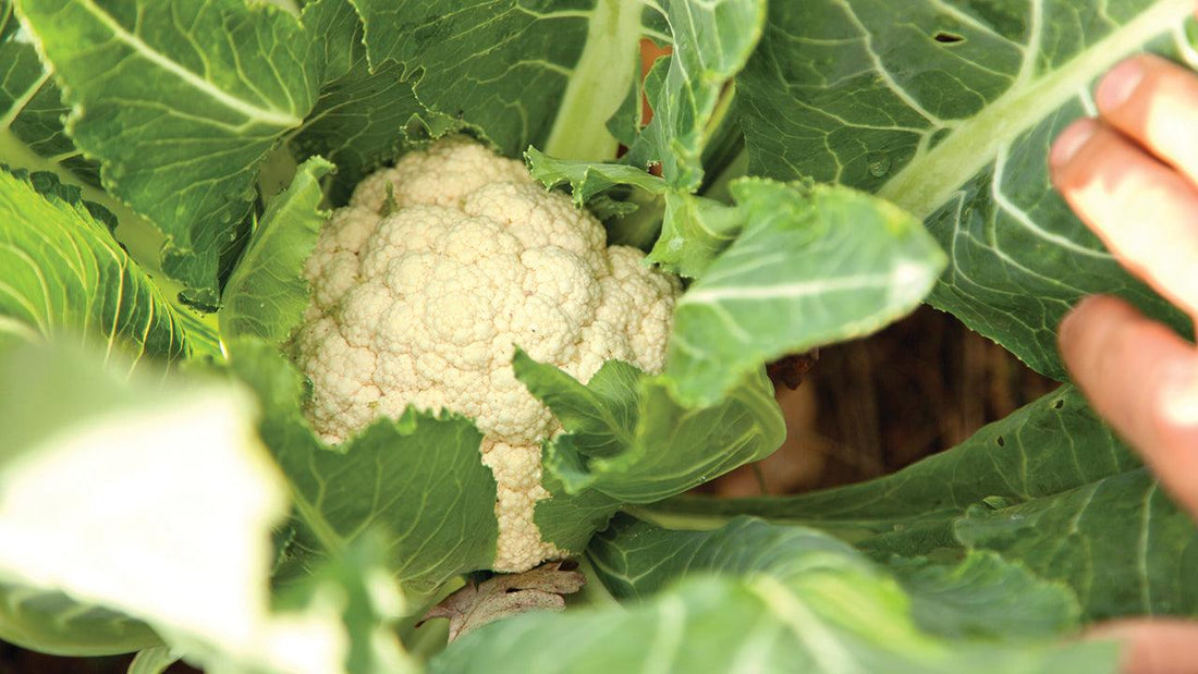 White cauliflower head surrounded by leaves