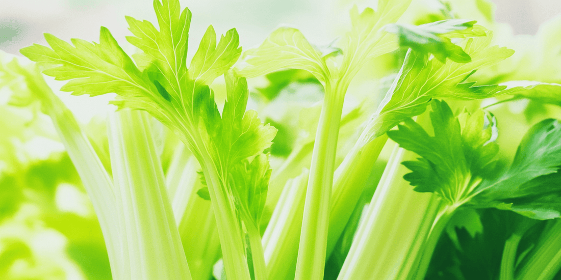 Close-up of pale green celery stalks and leaves