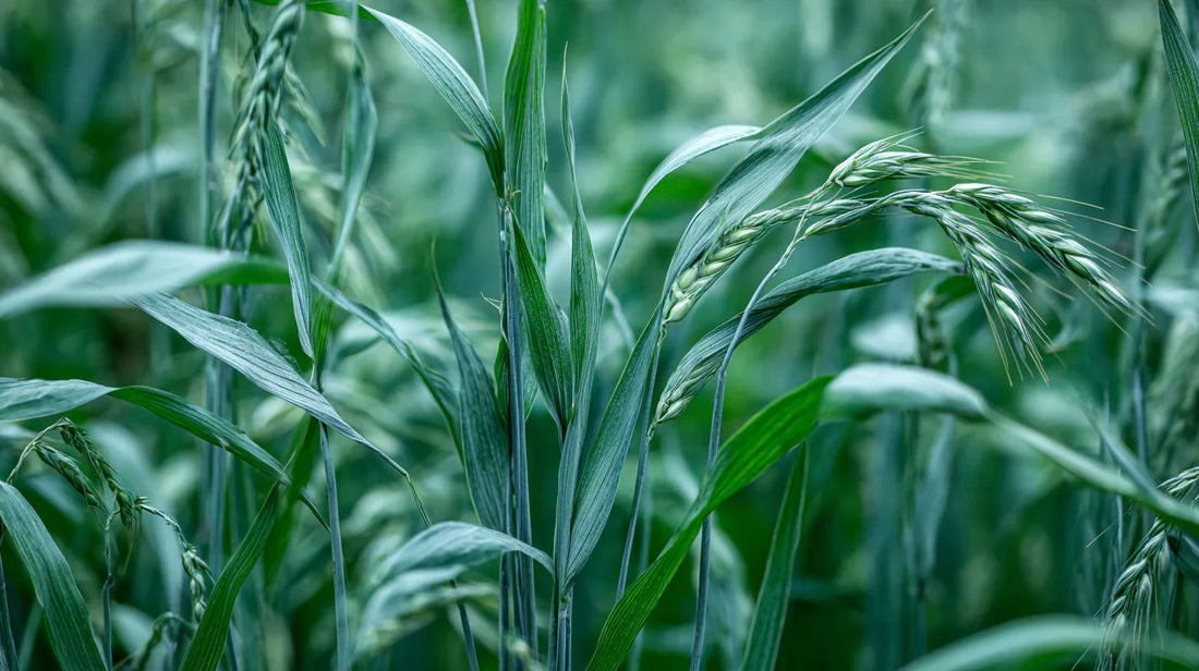 Green cereal rye seed heads growing in a field