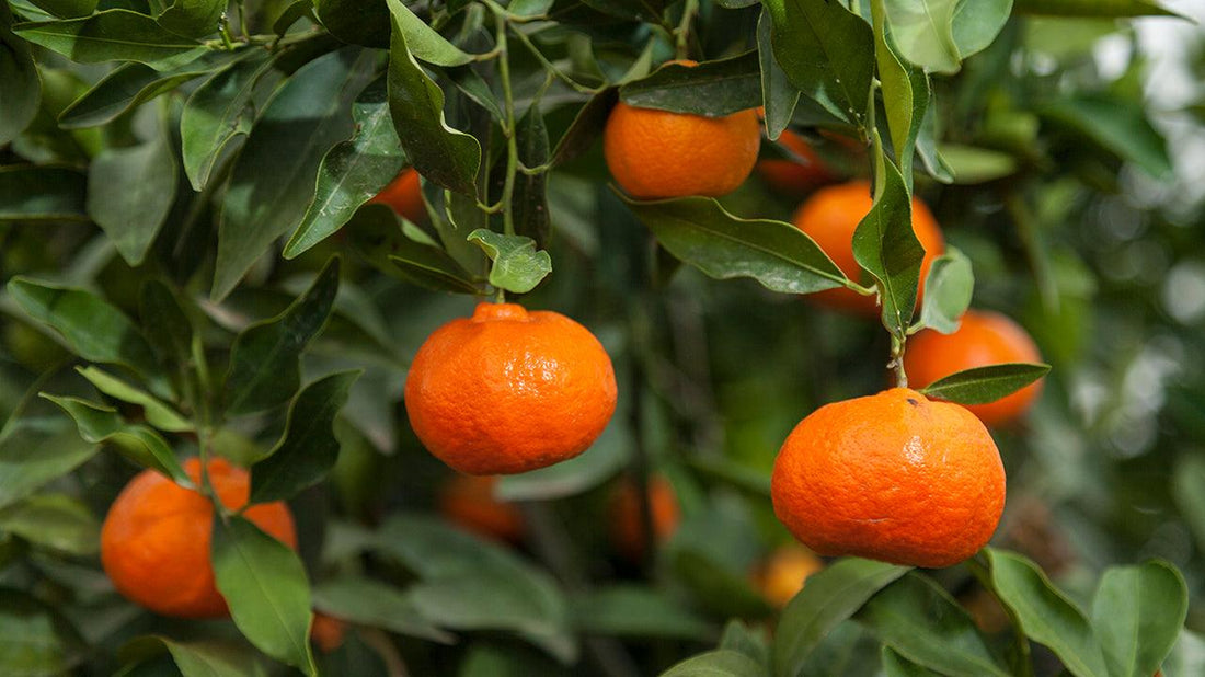 Ripe oranges growing on a citrus tree