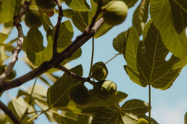 Ripe fig fruit on a fig tree