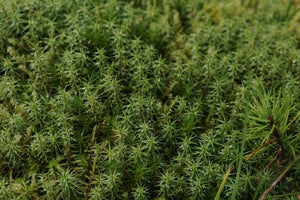 How to Use Sphagnum Peat Moss in Soil and Potting Mixes
