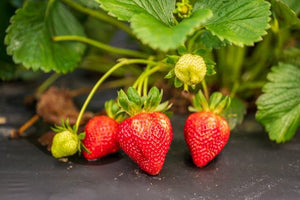Planting Bare Root Strawberries for a Delicious Harvest
