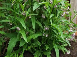 Flowering comfrey plant in a garden