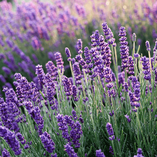 Lavender flowers and gray-green foliage