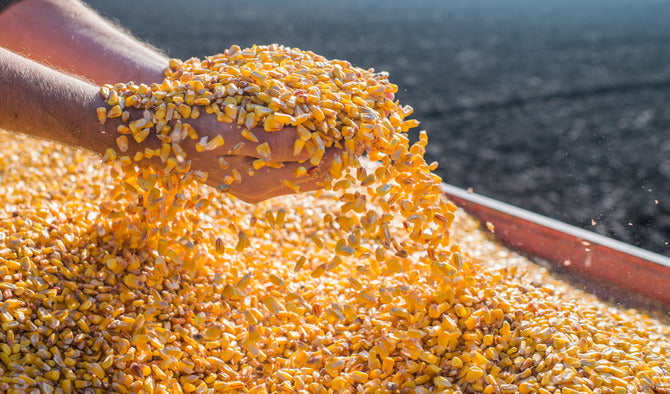Corn Seeds