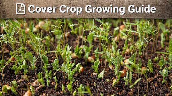 Cover crop growing guide for seed selection, planting, and termination
