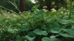 Nitrogen Fixing Cover Crops for Home Gardens