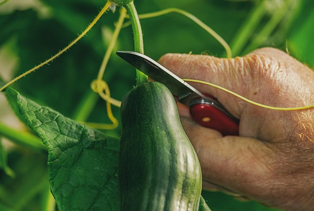 Cucumber being harvested
