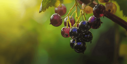 Dark red currant clusters among leaves