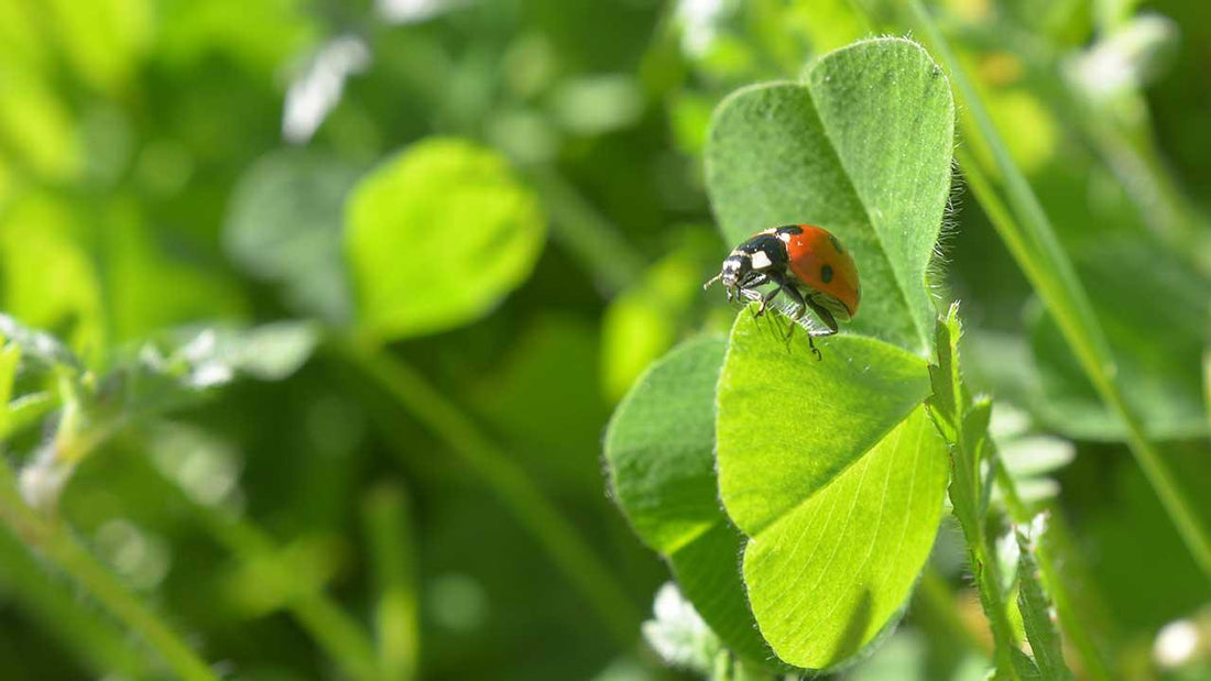 Ladybug on a clover leaf