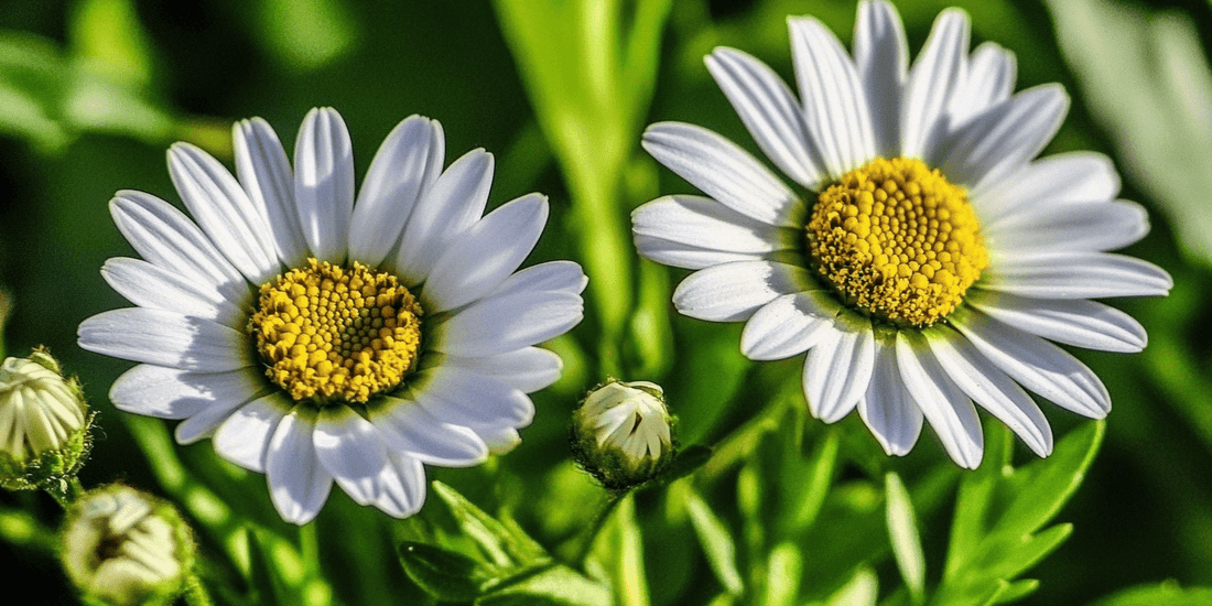 Cluster of white daisies