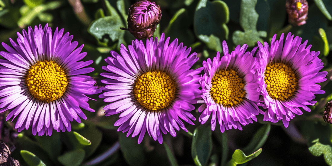 Purple daisy flowers