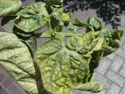 Curled plant leaves with yellow stippling