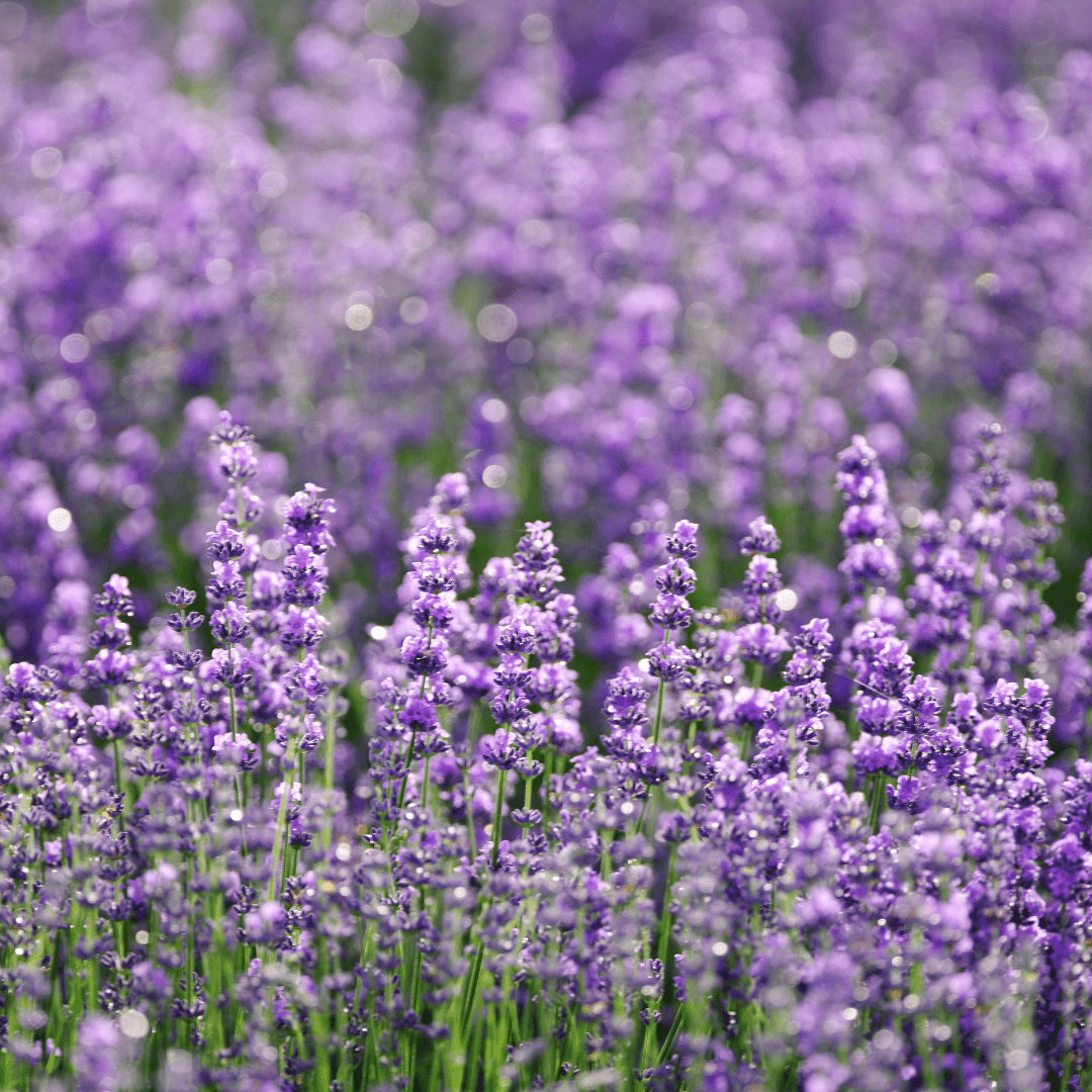Close view of purple lavender flowers