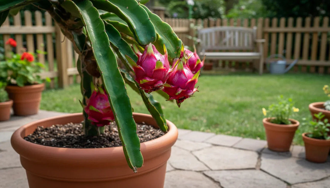 Dragon fruit cactus bearing ripe pink fruit in a patio pot