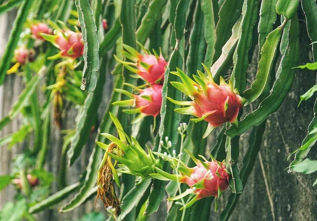 Dragon Fruits growing