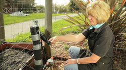 Gardener adjusting an irrigation filter or regulator at a hose connection