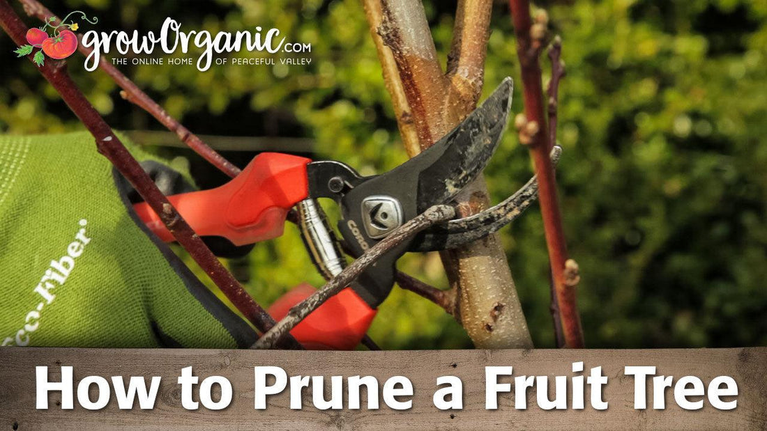 Fruit-tree pruning guide with red-handled shears and pruning steps