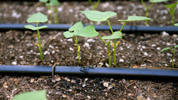 Emitterline watering young seedlings in a garden bed