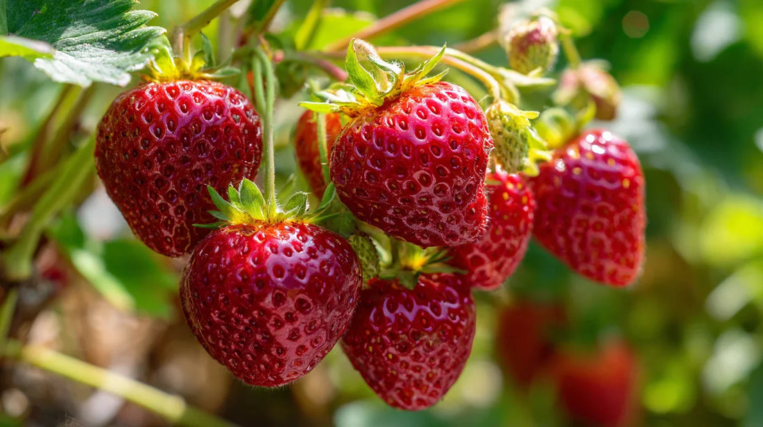 Longevity and Renewal of Everbearing Strawberry Beds