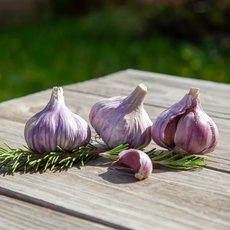 Chesnok Red garlic