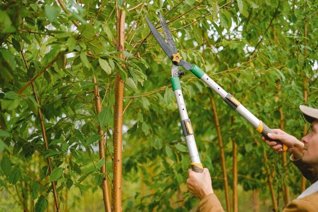 Gardener cutting branches of tree in garden